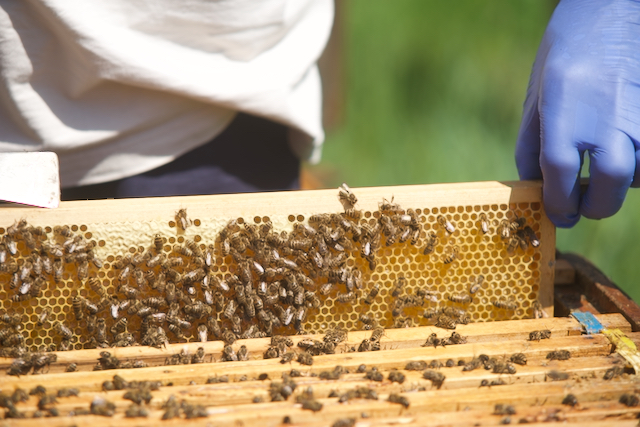 Bienen